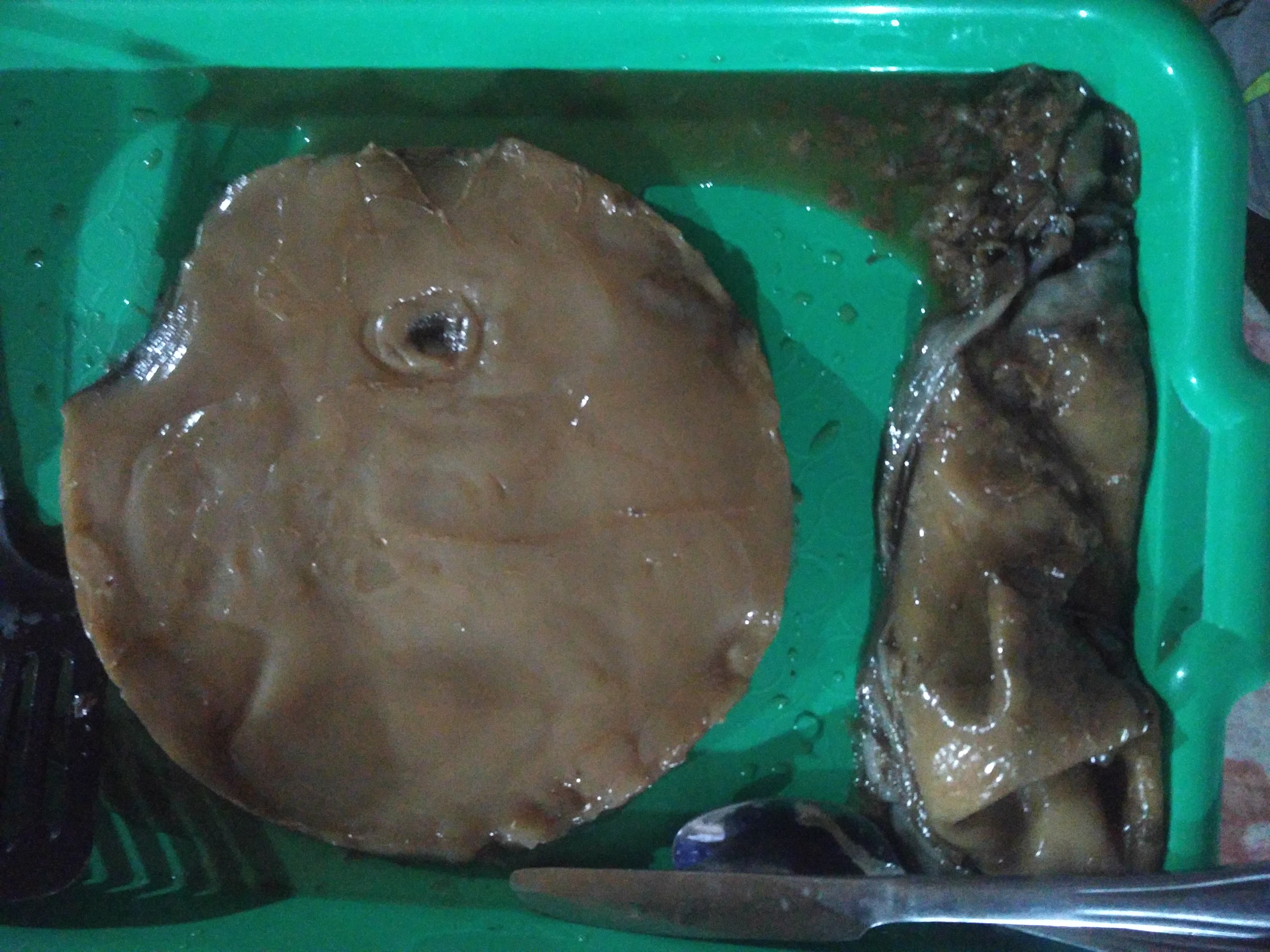 Kombucha - cleaning removing dead parts