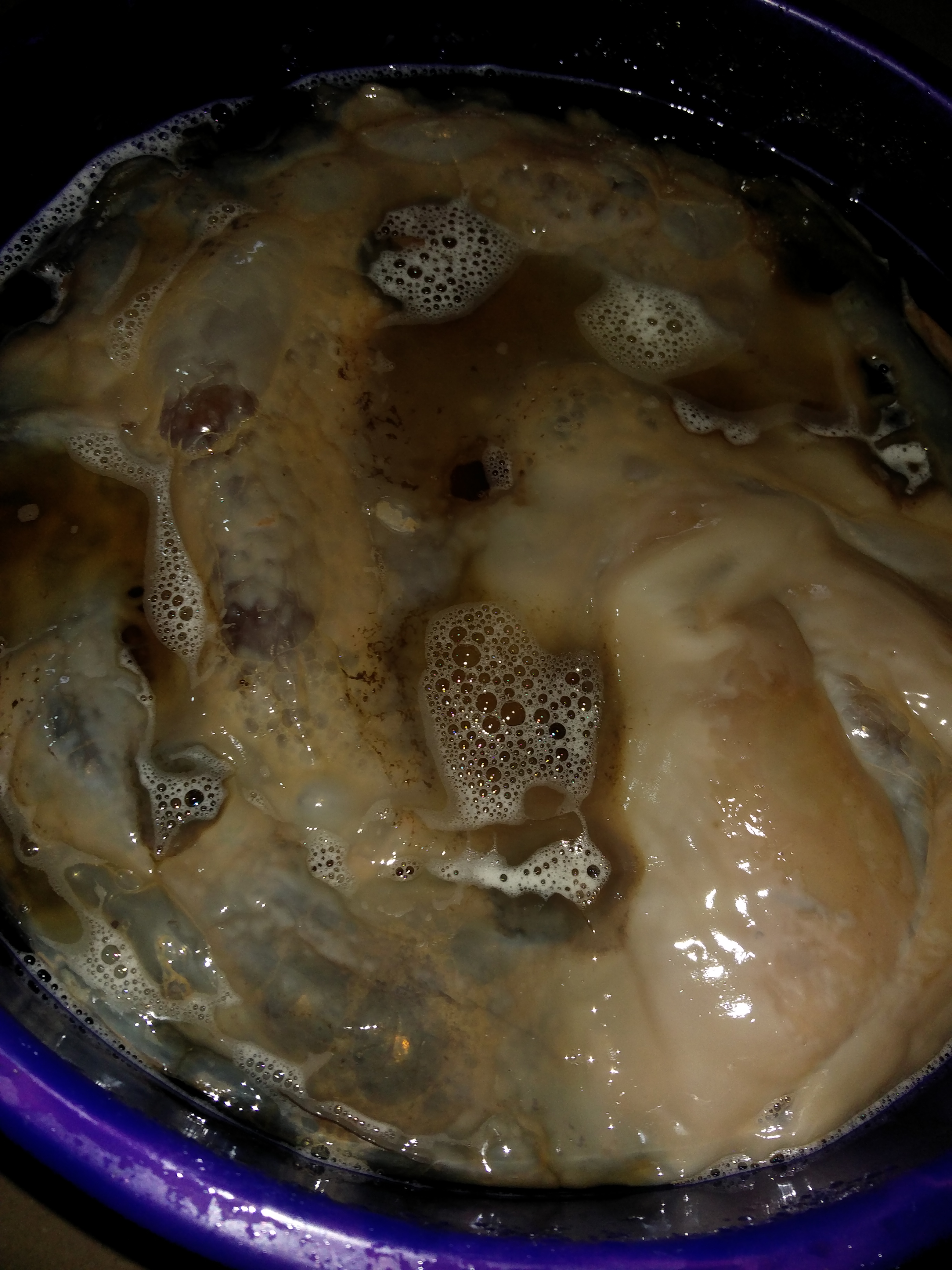 Healthy kombucha plant with bubbles showing its breathing and alive