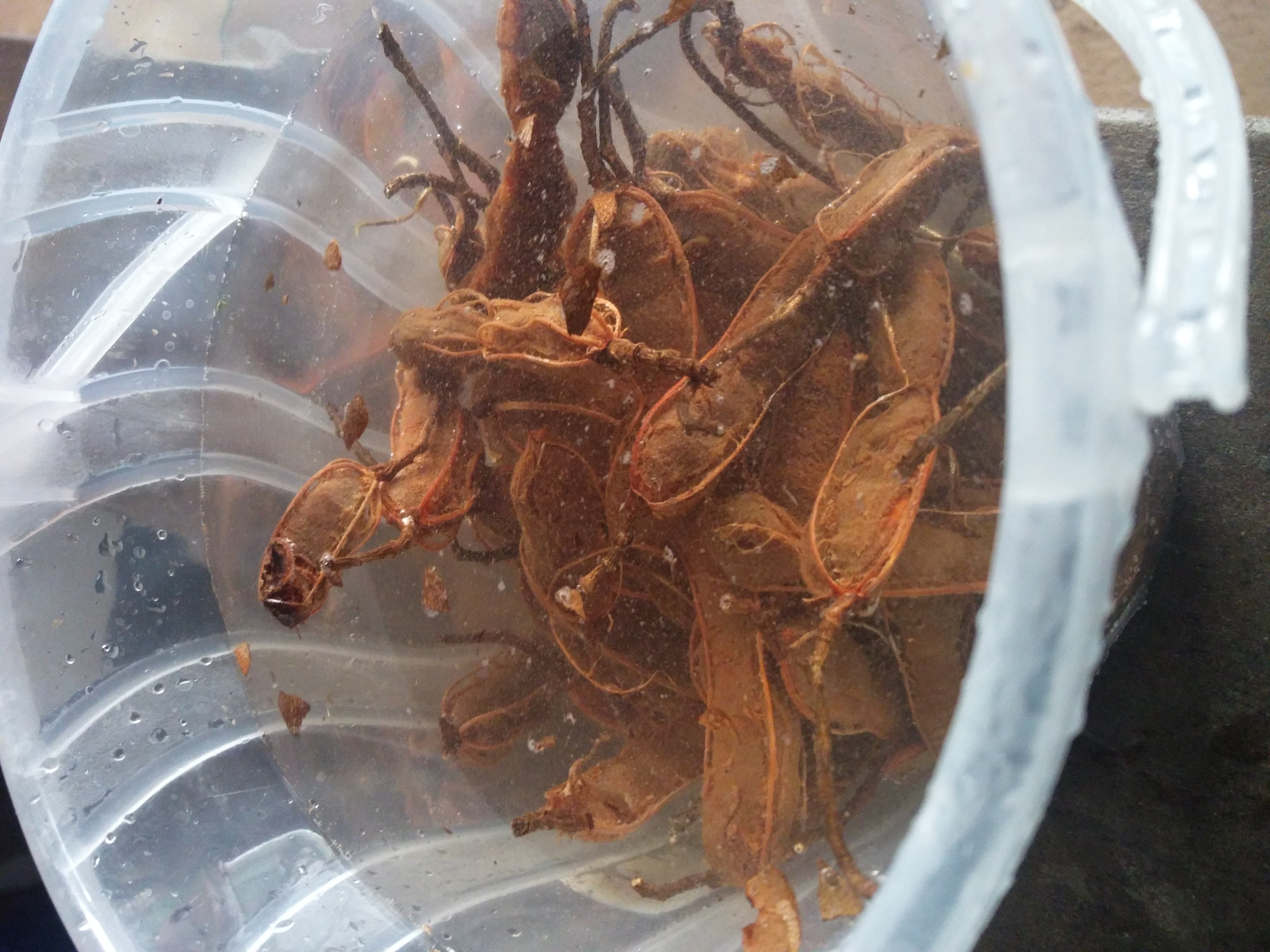 Tamarind being soaked in water
