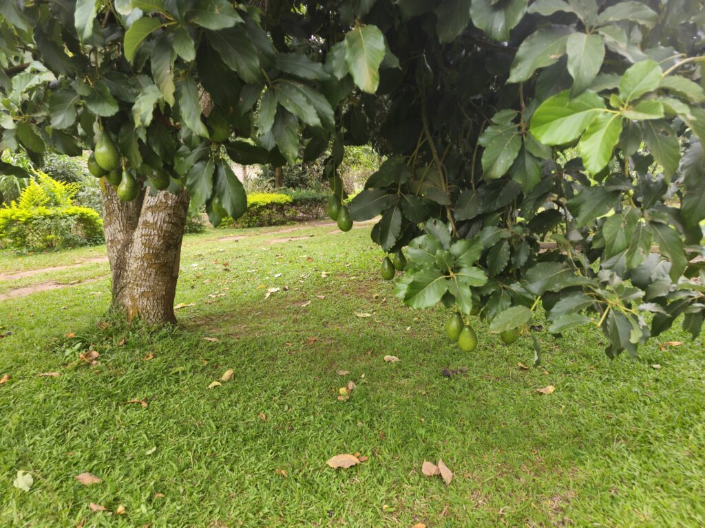 Low hanging avocado fruit