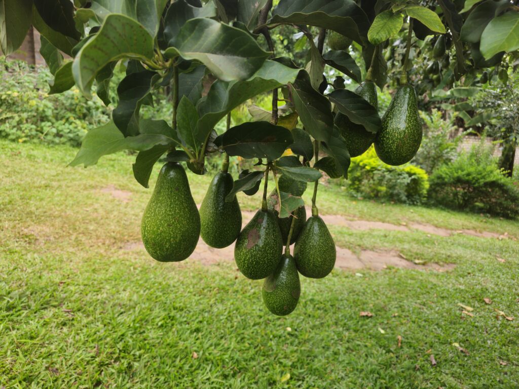 Low hanging avocado fruit