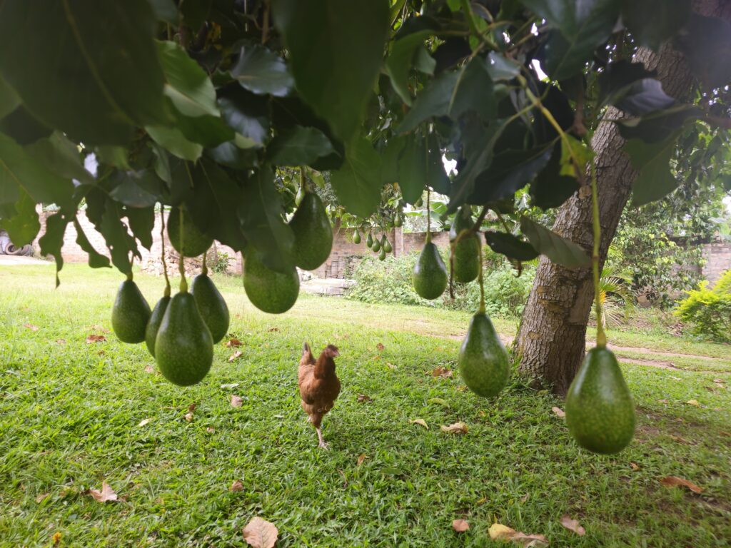 Low hanging avocado fruit